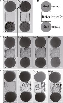 Relation between learning process and morphology of transport tube network in plasmodium of Physarum polycephalum